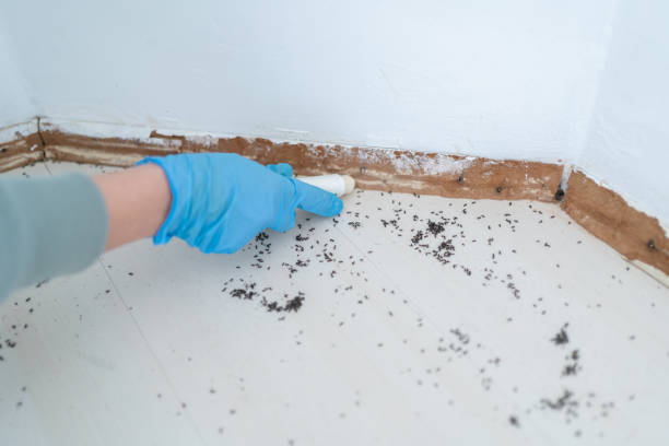 Best Best Pest Control Companies  in Enfield, NC